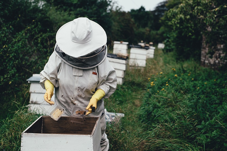 ¿Por qué al comprar Miel Caoba apoyamos a las Abejas y al Medio Ambiente?